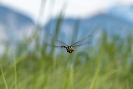 Southern Hawker (Aeshna cyanea), male flying over reeds, Upper Austria, Austria