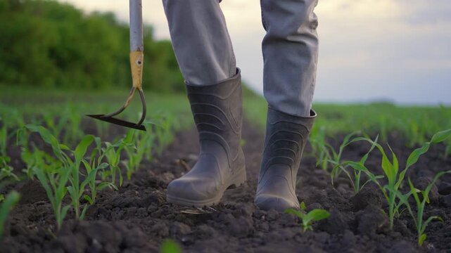 Farmer walks in rubber boots between green corn seedlings. Diligent farmer carries hoe along rows of young plants. Boots step across dark soil in field. Corn sprouts grow in fertile ground at dusk.