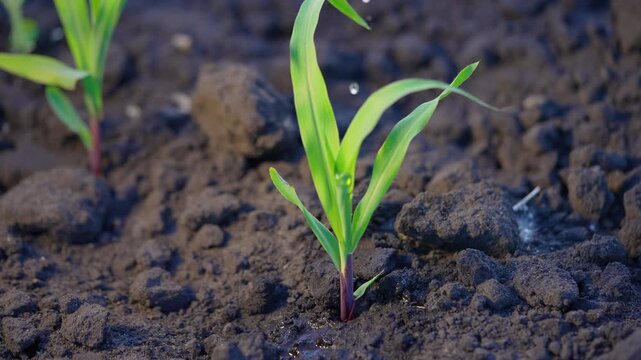 Young corn seedling growing in fertile soil. Water drops fall on green leaves of maize sprout. Fresh corn plant with purple stem rises from dark soil. Watering crops in agriculture field.