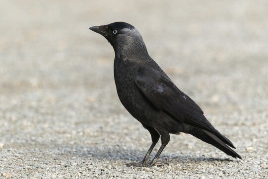 Corvus monedula, jackdaw, birds, corvidae family of birds, passeri, corvids, songbirds, birds