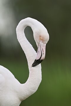 Pink flamingo (Phoenicopterus roseus), preening its plumage, Camargue Regional Nature Park, southern France