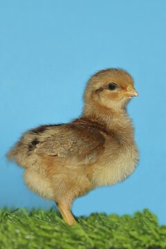Domestic fowl (Gallus gallus domesticus), freshly hatched, chicken chick standing on grass, Wilnsdorf, North Rhine-Westphalia, Germany