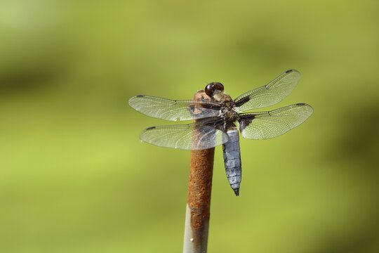 Broad-bodied chaser (Libellula depressa), male sitting on a fence in the garden, North Rhine-Westphalia, Germany