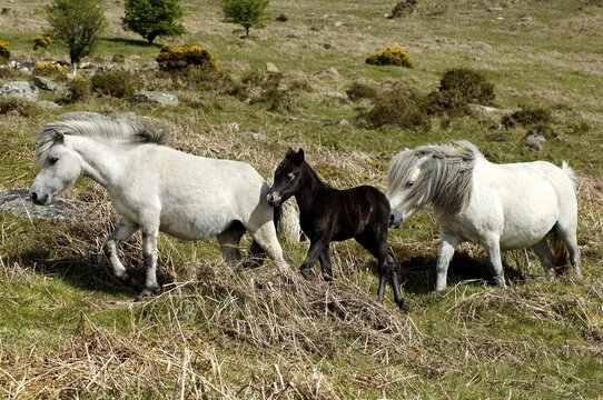 Pony with foal Dartmoor National Park Devon England