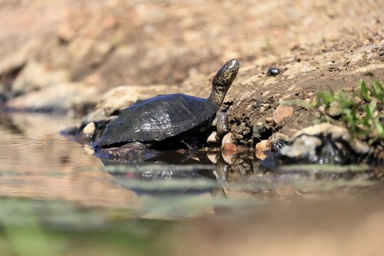 Pan Hinged Terrapin (Pelusios subniger), adult, in the water, Kruger National Park, South Africa