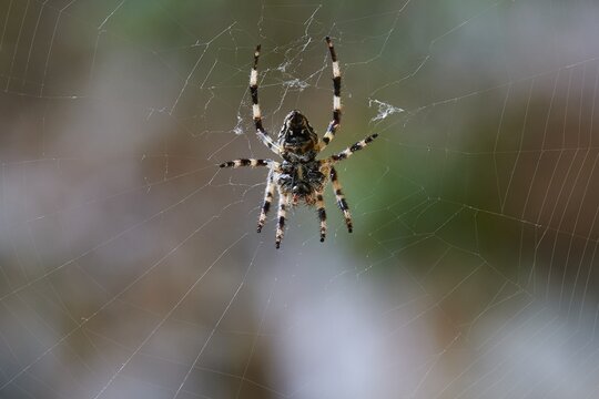 Close-up of a spider (aranea) on a precisely spun web against a blurred background, waterfalls, ponds, Polylimnio, Peloponnese, Greece