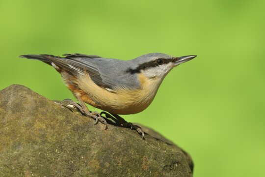 Eurasian nuthatch (Sitta europaea), sitting on a stone, Siegerland, North Rhine-Westphalia, Germany