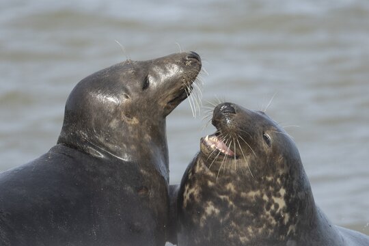 Atlantic grey seal (Halichoerus grypus) two adult animals in love courting in the breaking waves of the sea on a seaside beach, England, United Kingdom