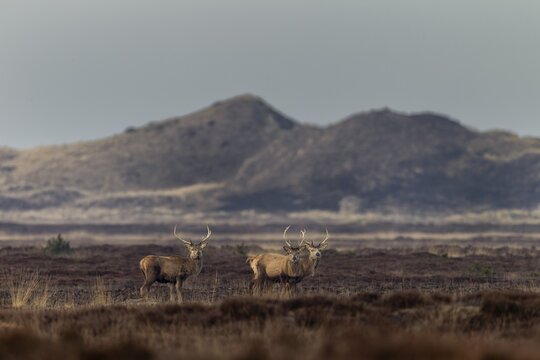 Antler shedding is often completed at the beginning of April, even in the younger red deer (Cervus elaphus), here all three are still wearing their headdresses, shedding time, antler shedding, dune landscape, April, Denmark