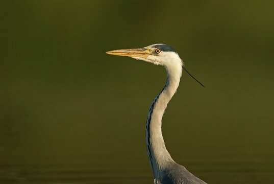 Grey Heron (Ardea cinerea), Mecklenburg-Western Pomerania, Germany