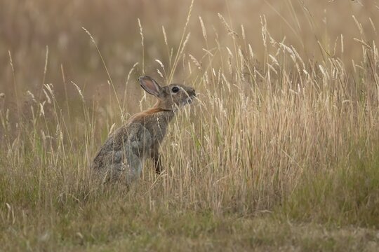 European rabbit (Oryctolagus cuniculus) adult wild mammal feeding in long grass in summer, England, United Kingdom