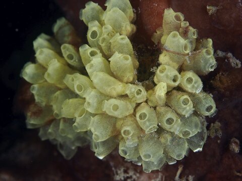 A yellowish-green, translucent tunicate, the robust reef tunicate (Atriolum robustum), juvenile, forming a cluster on corals at the Twin Reef dive site, Penyapangan, Bali, Indonesia