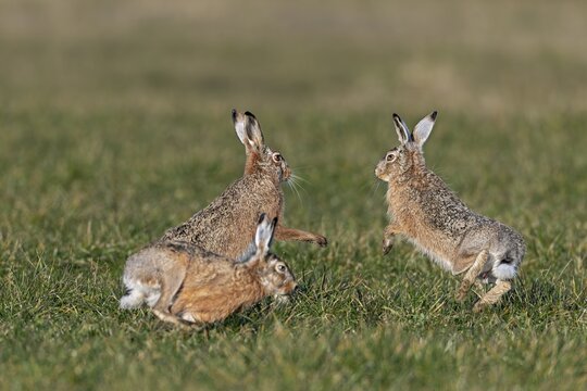 After a chase, a bumper approaches the female hare (Lepus europaeus), who stands on the hind legs and repels the approach attempt, mating season, batting time, Germany