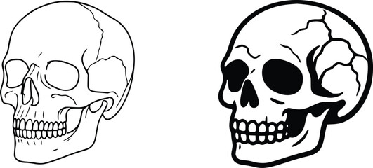Fototapeta premium Detailed anatomical skull line art vector illustration featuring two distinct cranium styles with clean outlines for graphic design projects requiring high quality monochrome artistic creative assets.