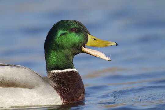 Mallard duck (Anas platyrhynchos) adult male bird quacking on a lake, Norfolk, England, United Kingdom