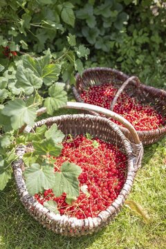 Two baskets of redcurrants or currants, Ribes Rubum, Upper Bavaria, Bavaria, Germany