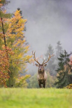 An Altai maral stag, Altai wapiti or Altai elk (Cervus canadensis sibiricus) stands in a meadow in the first light of the day. A forest in full fall foliage is in the background