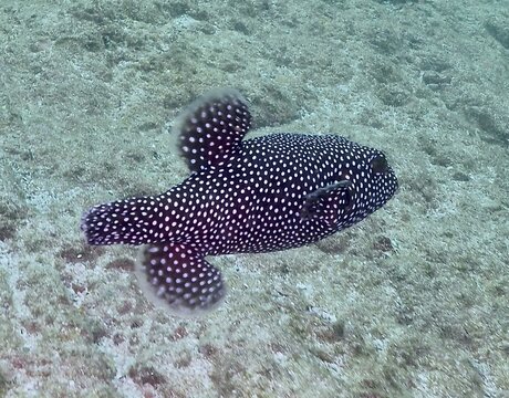 A black-and-white-spotted pufferfish, the guinea fowl pufferfish (Arothron meleagris), swims over the seabed at the Sombrero Reef dive site, Playa Flamingo, Costa Rica, Pacific Ocean