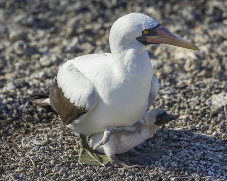 Nazca Booby (Sula granti) on a nest with a chick, Isla Genovesa, Gal&aacute;pagos Islands