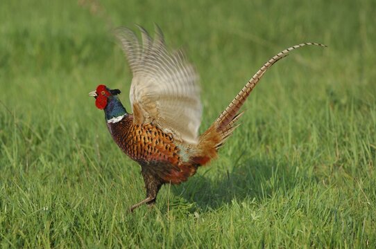 Common Pheasants (Phasianus colchicus)