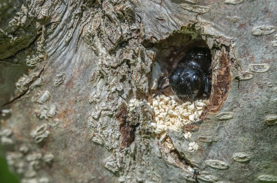 Apidae, bees, blue wood bee, large wood bee, hymenoptera, violet-winged wood bee, xylocopa violacea, brood cave, insects, nesting cave, violet carpenter bee