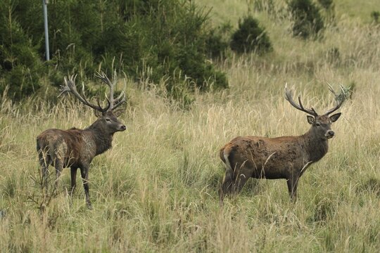 Red deer (Cervus elaphus) deer in tall, dry old grass, the right with wire mesh in left antler rod, Allg&auml;u, Bavaria, Germany, Allg&auml;u, Bavaria, Germany