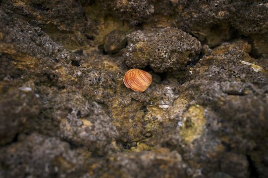 Orange shell on the beach, Praia da Dona Ana, Lagos, cliffs, Atlantic Ocean, Algarve, Portugal