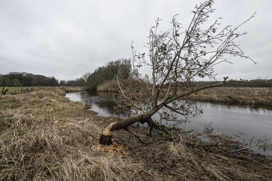 Feeding traces of beavers (Castor fieber) on willows (Salix), Lower Saxony, Germany