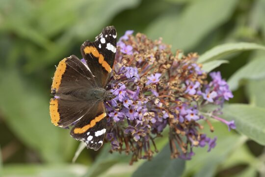 Red admiral butterfly (Vanessa atalanta) adult insect feeding on a purple garden Buddleja flower, Suffolk, England, United Kingdom