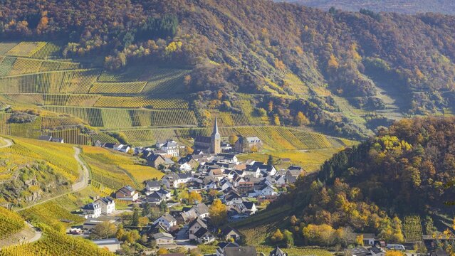 Vineyards in autumn, Mayscho&szlig; with parish church, red wine growing region Ahrtal, red wine of the Pinot Noir and Portugieser grape is grown here, Eifel, Rhineland-Palatinate, Germany