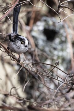 Long-tailed Tit (Aegithalos caudatus) at the nest, North Rhine-Westphalia, Germany