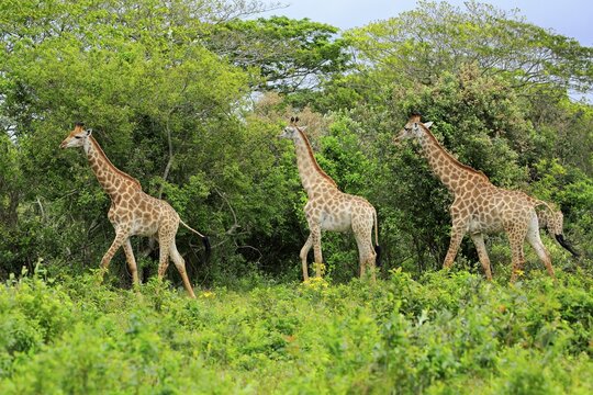 Cape giraffes (Giraffa camelopardalis giraffa), adult, group, food search, Saint Lucia Estuary, Isimangaliso Wetland Park, Kwazulu Natal, South Africa