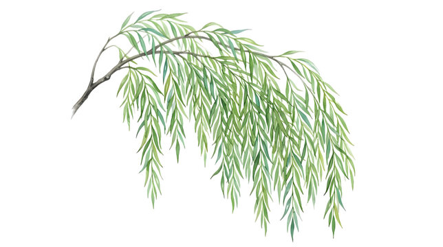 Green weeping willow tree branch with fresh leaves