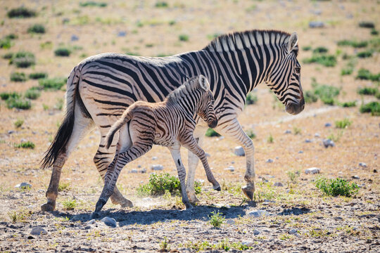 Zebra and her young walking in etosha national park Namibia