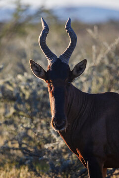 Red Hartebeest in natural bush habitat at etosha national park Namibia