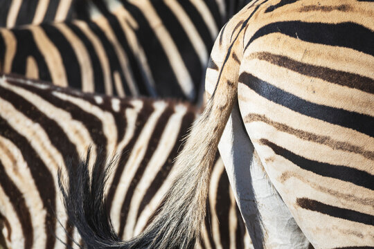 Zebra tail and stripes close-up in etosha national park Namibia