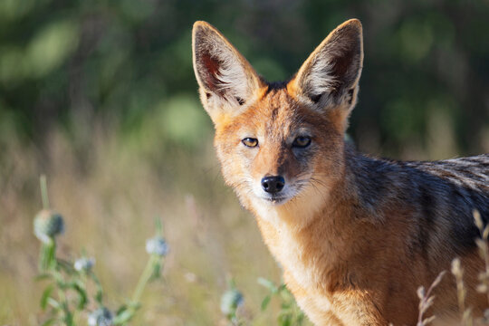 Black-backed jackal portrait