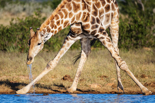 Giraffe drinking at Rateldraf Waterhole in etosha national park