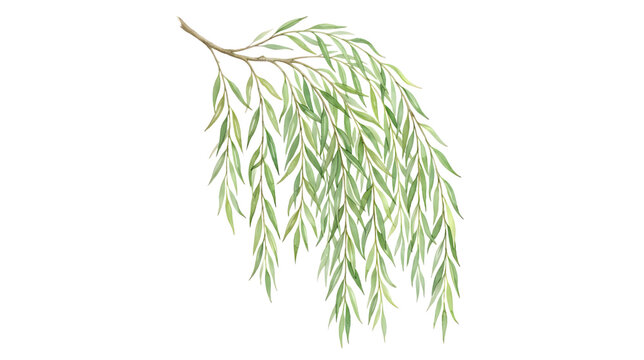 Green willow tree branch with long hanging leaves isolated on transparent background