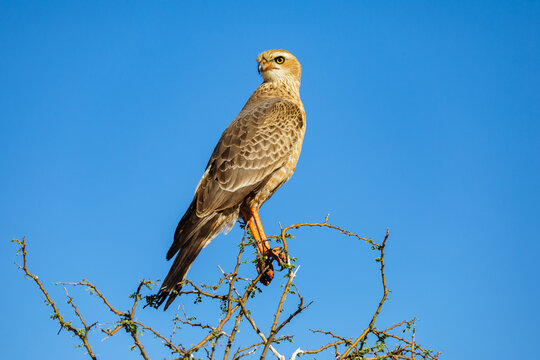 Juvenile Pale Chanting Goshawk perched on thorn bush in a park