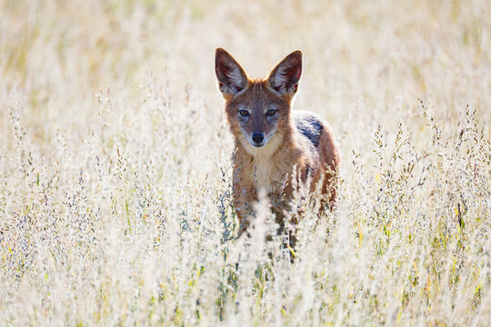 Black-Backed Jackal standing alert in backlit grasses in Namibia