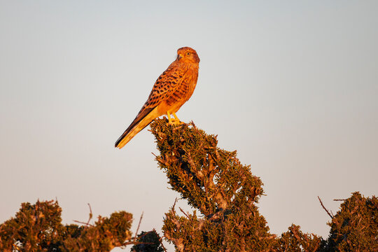 Greater kestrel perched at Sunset in etosha national park, Namibia