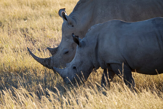 Rhinoceros and young grazing in namibian grassland
