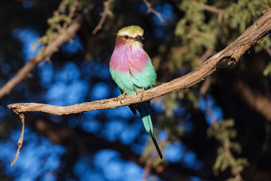 Lilac-breasted roller perched on tree branch at Sunset in Namibia