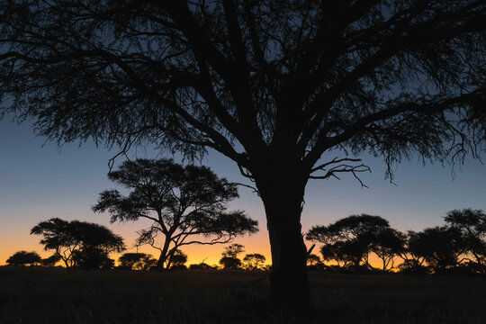 Silhouetted trees at Sunset in Namibia savanna