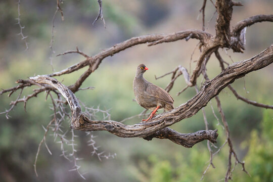 Red-Billed Spurfowl perched on twisted branch in Namibia wilderness