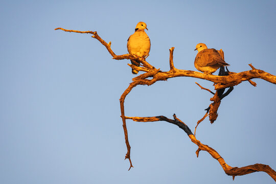 Ring-necked doves perched on tree branches at Sunset in Namibia