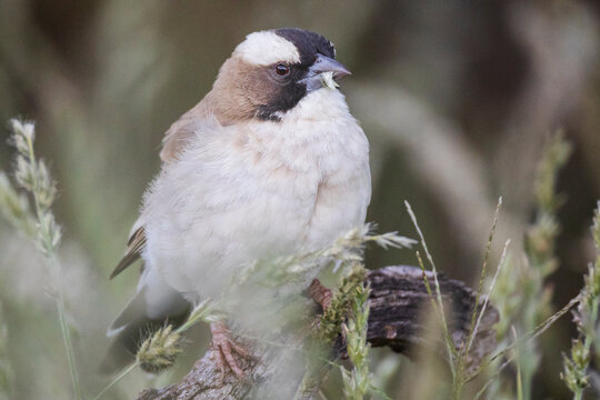 White-Browed Sparrow Weaver perched on branch