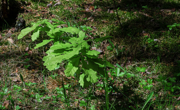 Young green oak tree sprout grows from dark fertile forest soil. Little oak sapling vegetation closeup indicates biodiversity inside summer wilderness.