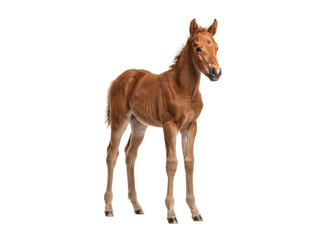 Obraz premium Chestnut foal standing upright isolated on a transparent background